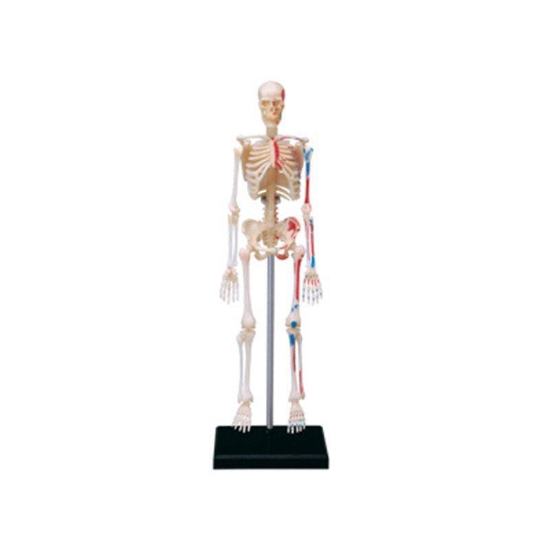 Medical Lab Technology - 4d Manusia Kerangka Penuh Model Anatomi