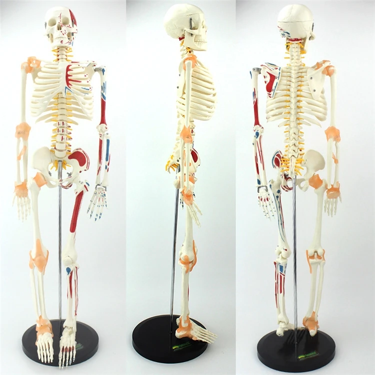 Medical Lab Upgrade - 【HOT】Pendidikan Kedokteran Kerangka Manusia Ukuran Asli