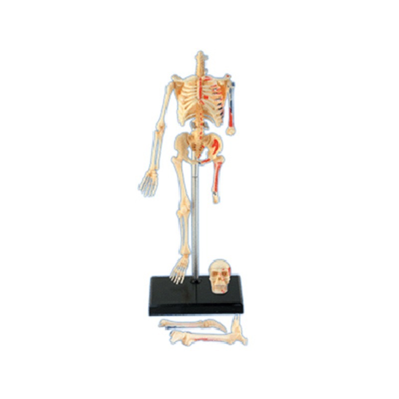 4d Manusia Kerangka Penuh Mode - Medical Lab Technology ulasan dan harga