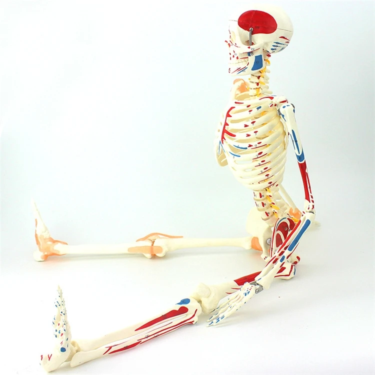 【HOT】Pendidikan Kedokteran Ker - Medical Lab Upgrade ulasan dan harga