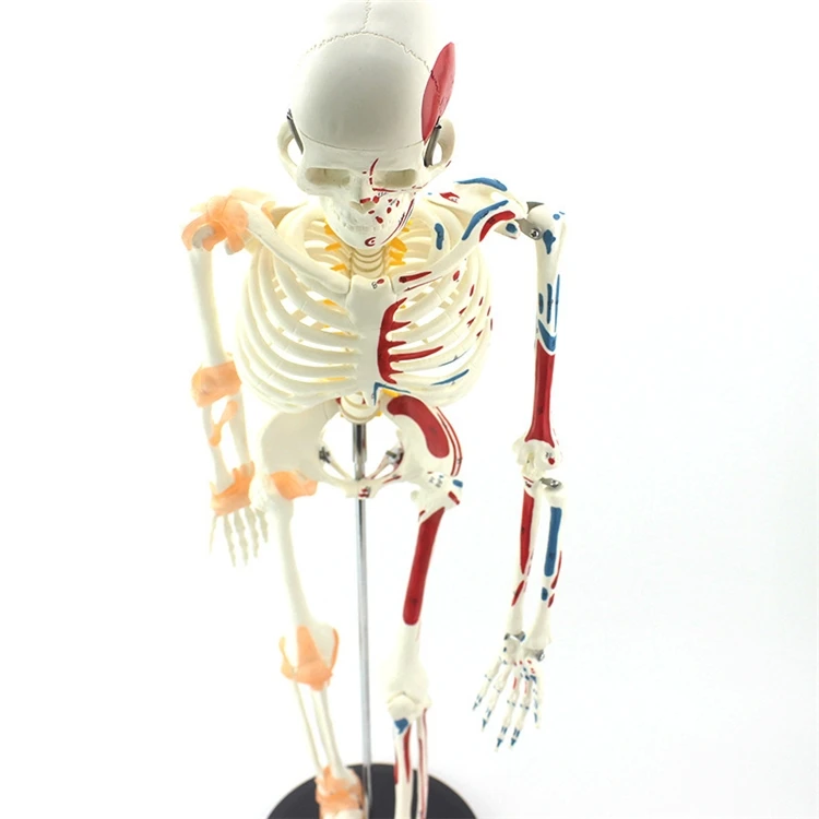 【HOT】Pendidikan Kedokteran Ker - Medical Lab Upgrade ulasan dan harga