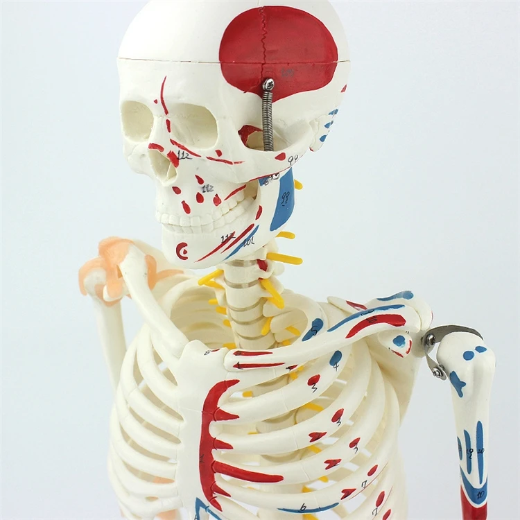 【HOT】Pendidikan Kedokteran Ker - Medical Lab Upgrade ulasan dan harga